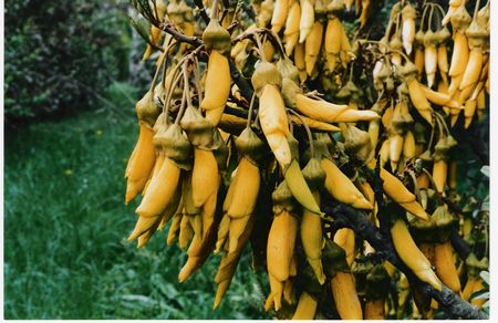 Dwarf Kowhai